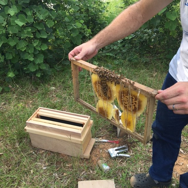 Honey Bee Rescue – S.O.W.E.R.S.